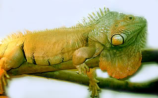 sengoku (my old pet iguana)